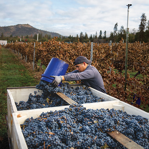 Mauricio Paz harvesting grapes.