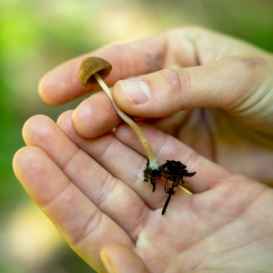 A close-up of Lauren Banks hands cradling a small delicate mushroom.
