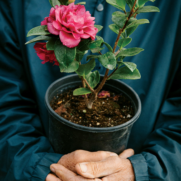 Hands holding flower pot