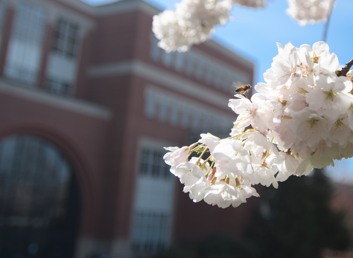 Franz Hall with Cherry Blossoms