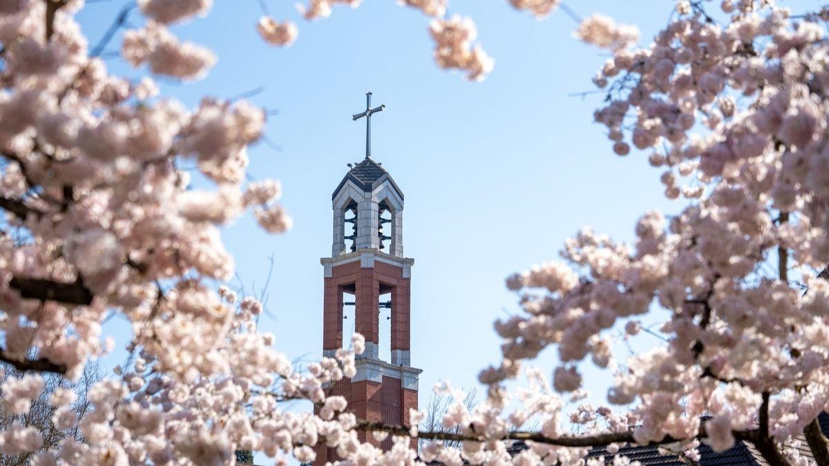 bell tower and cherry blossoms