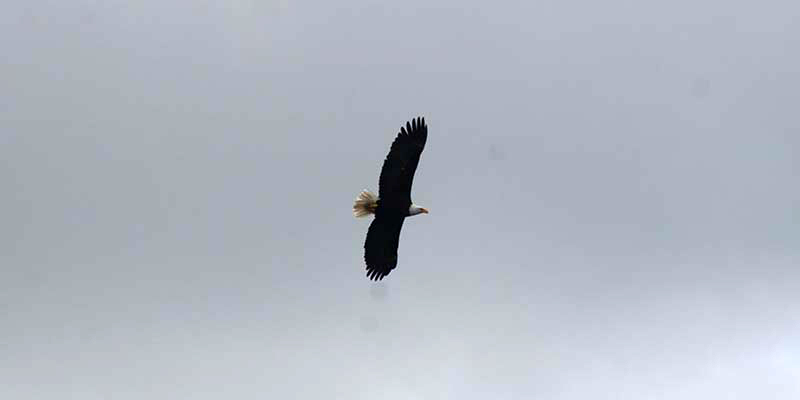 Bald Eagle