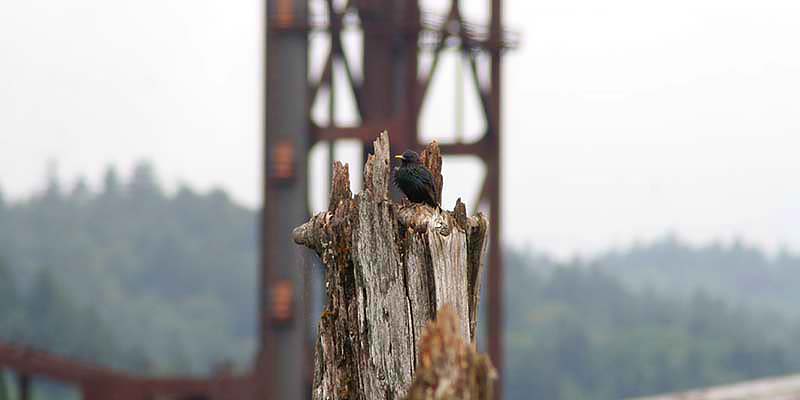 European Starling