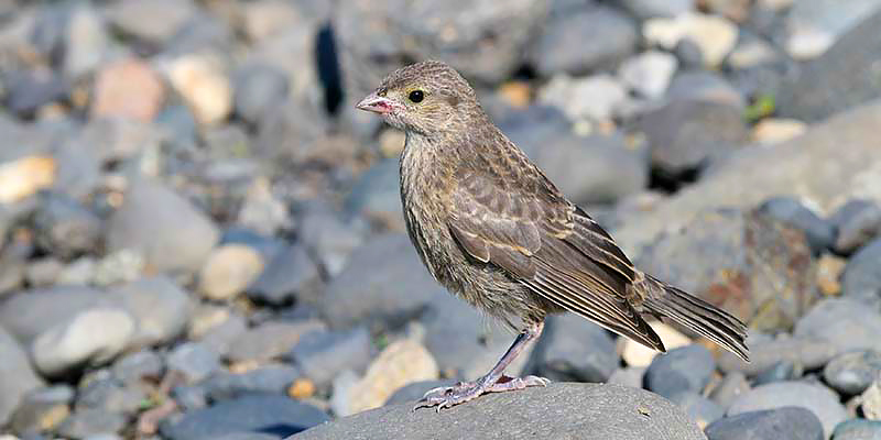 Female House Finch