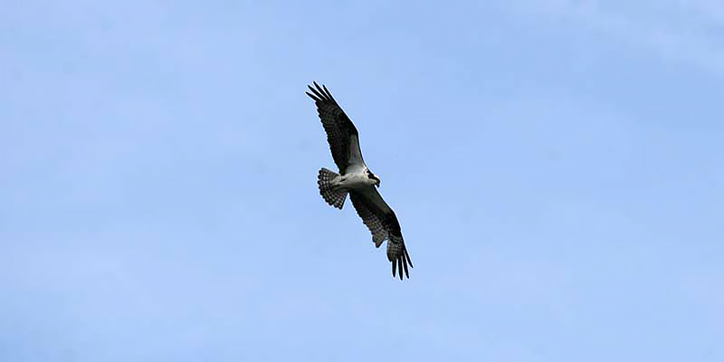 Osprey