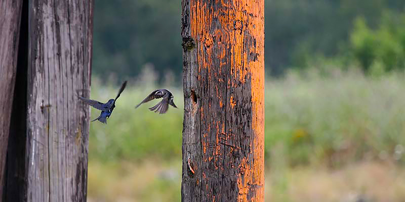 Purple Martin birds