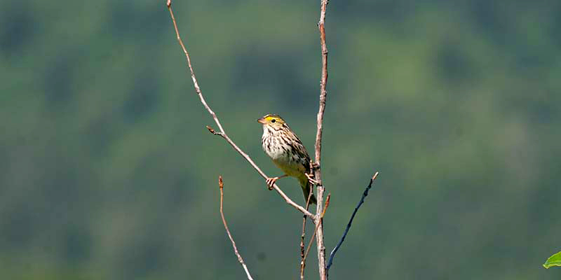 Savannah Sparrow