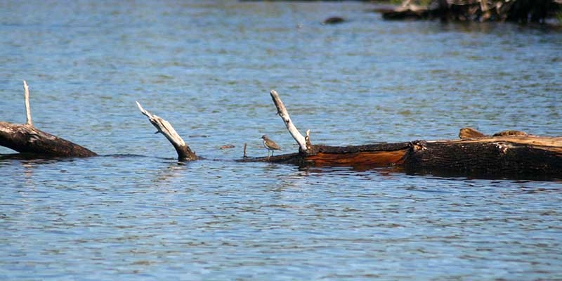 Spotted Sandpiper