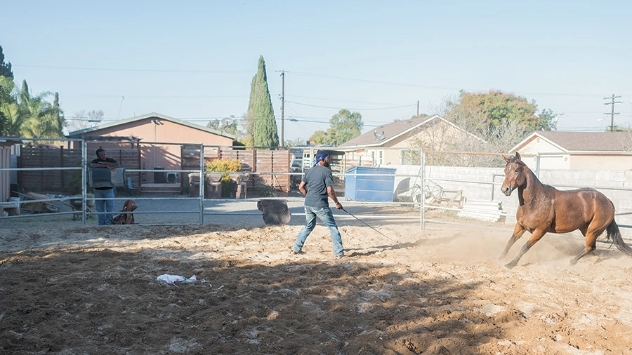 Tre Hosley exercises a horse in an outdoor paddock in Compton