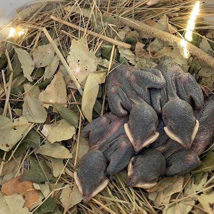 Baby birds in a nest