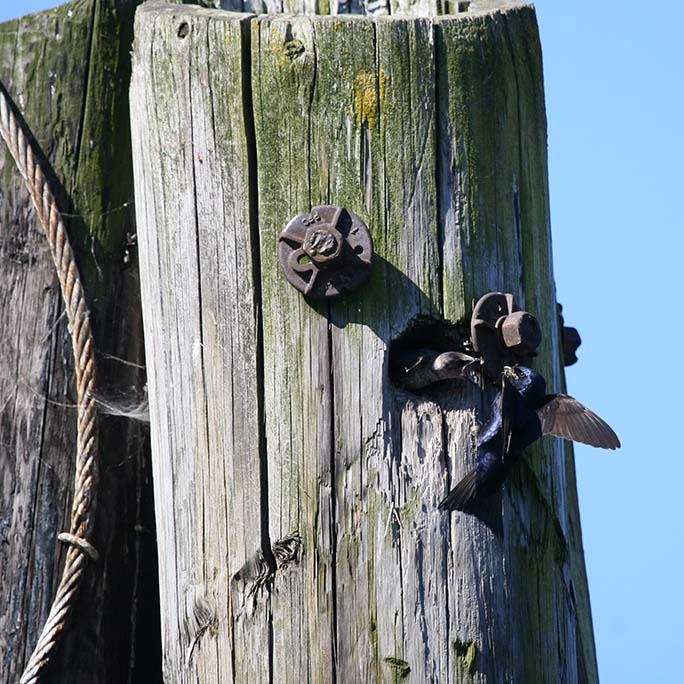 Birds feeding on a perch