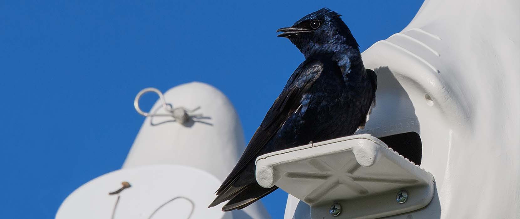 Bird perched on gourd