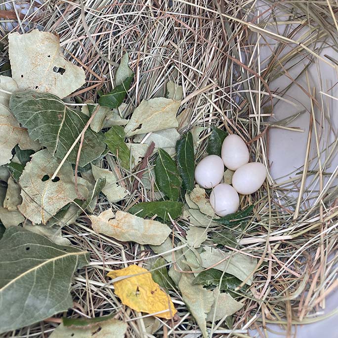 Eggs in a nest