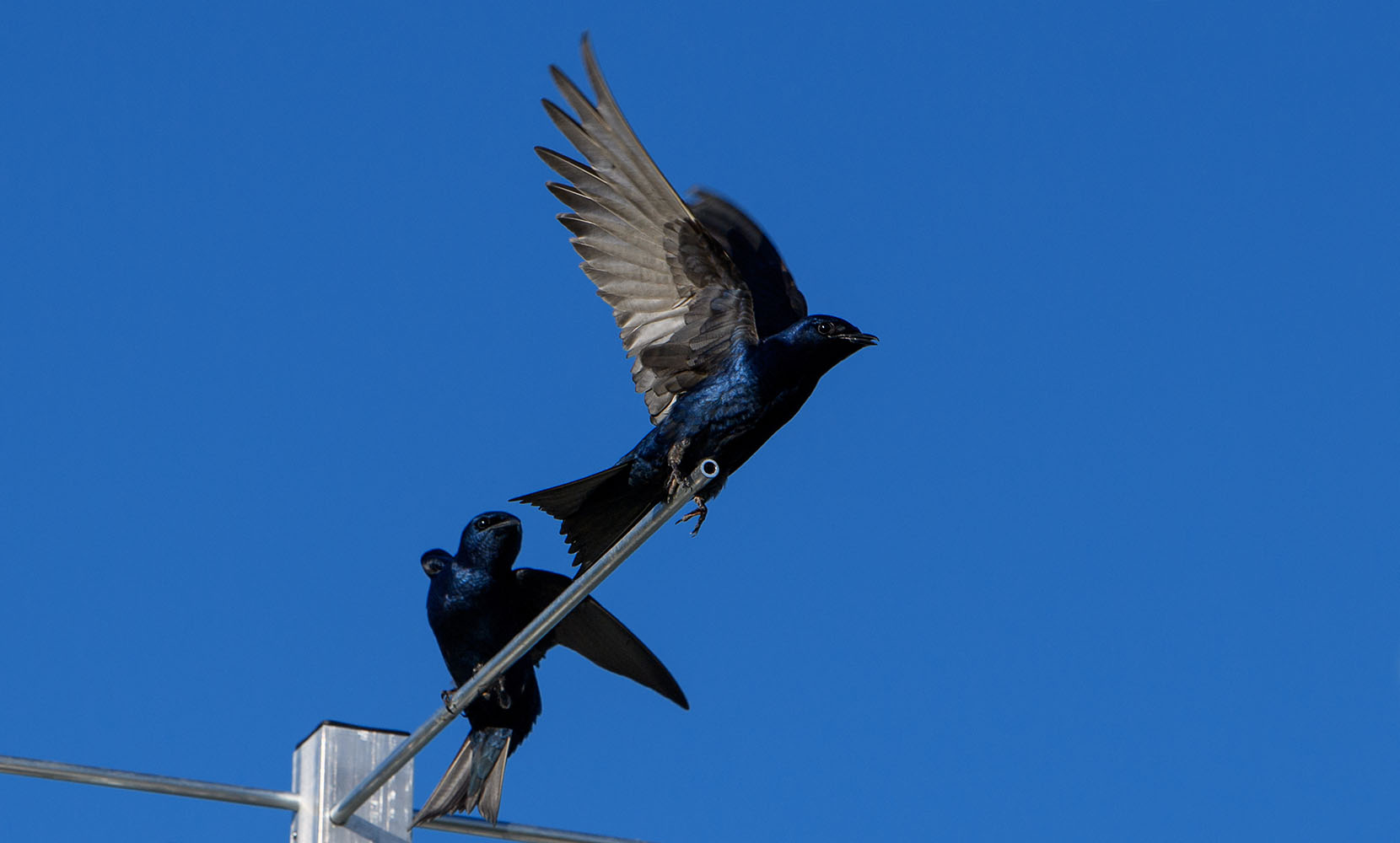 Bird taking flight