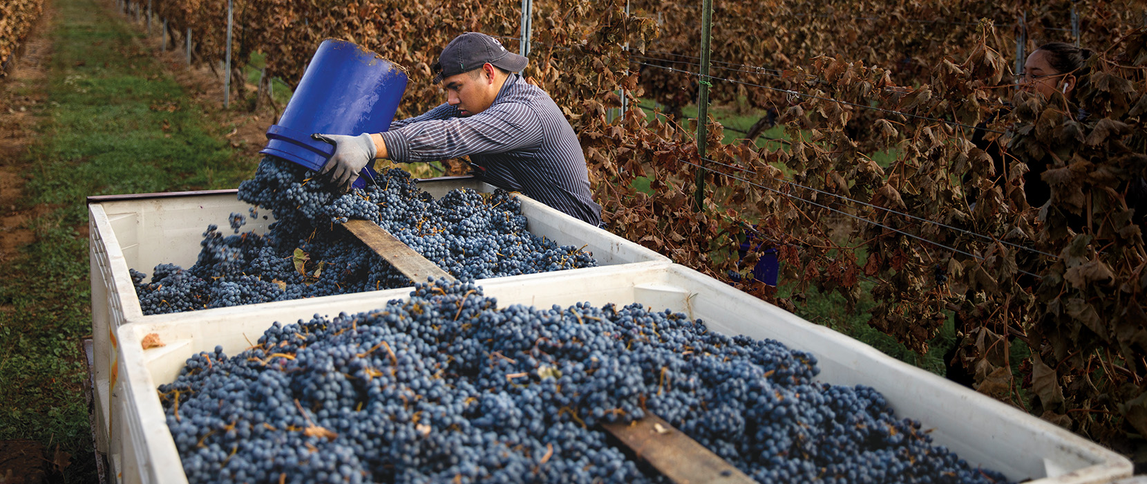 Mauricio Paz working in the vineyards.