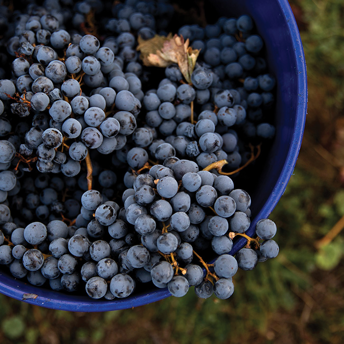 Grapes in a bucket.