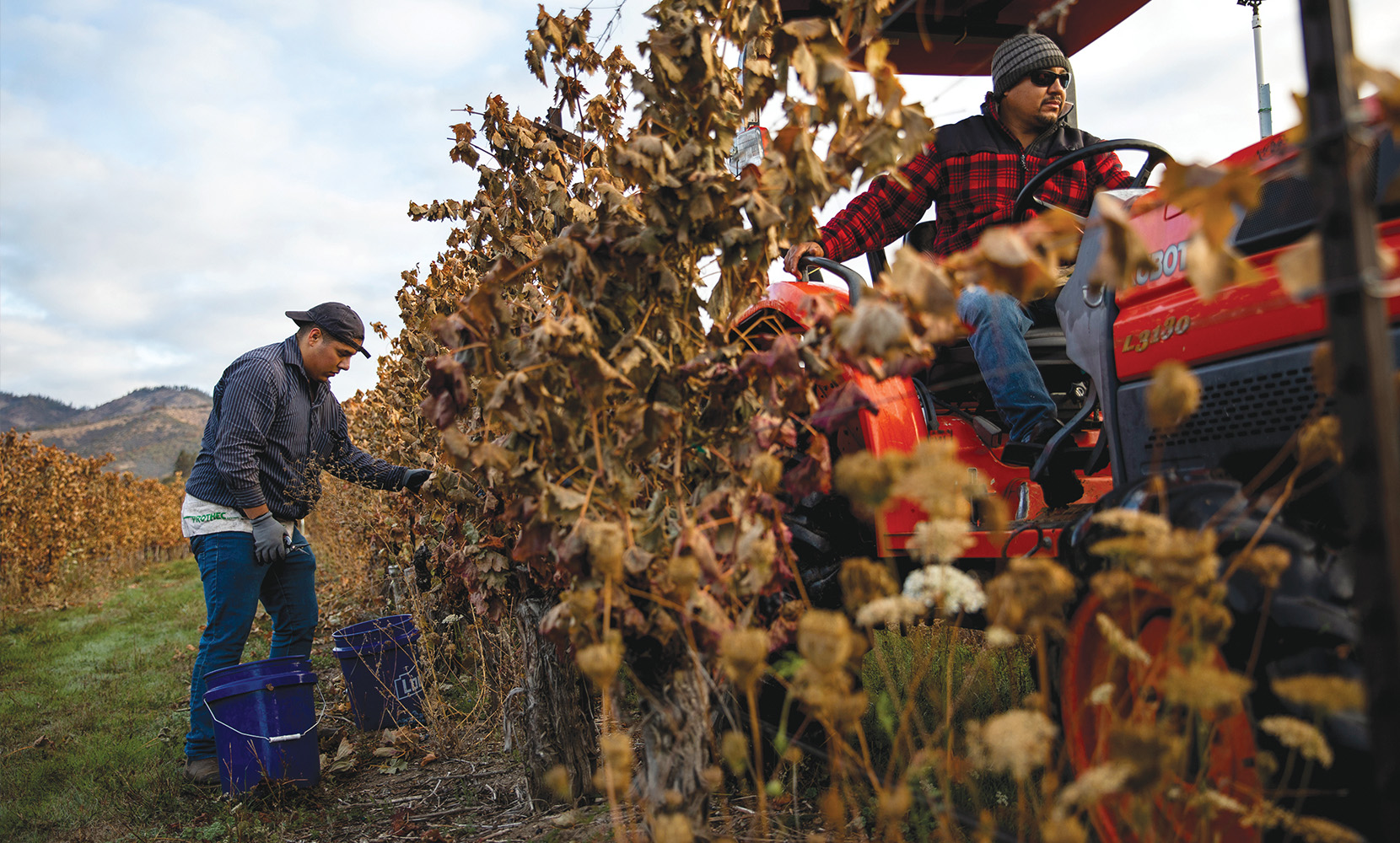 Mauricio Paz harvesting in the vineyards.