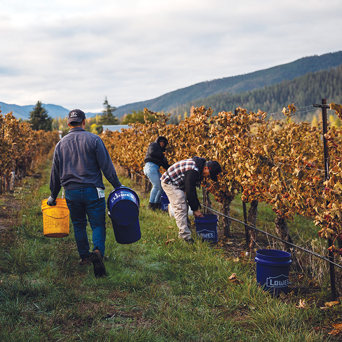 Harvesting in the vineyards.