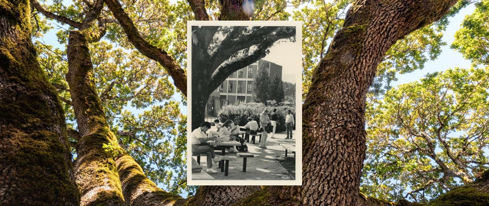 A black and white archival image of students centered over a wide image of the oak tree canopy