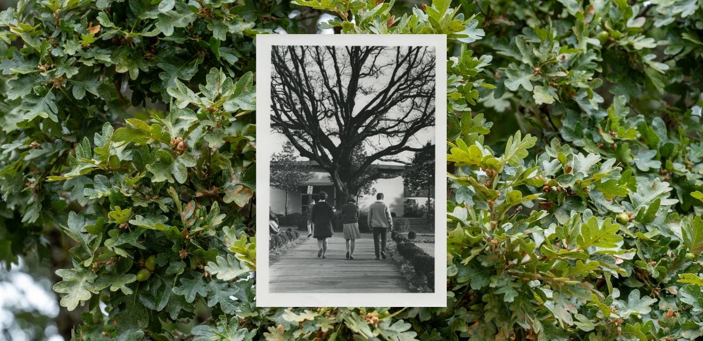 A black and white archival image of students centered over a wide image of the oak tree's leaves