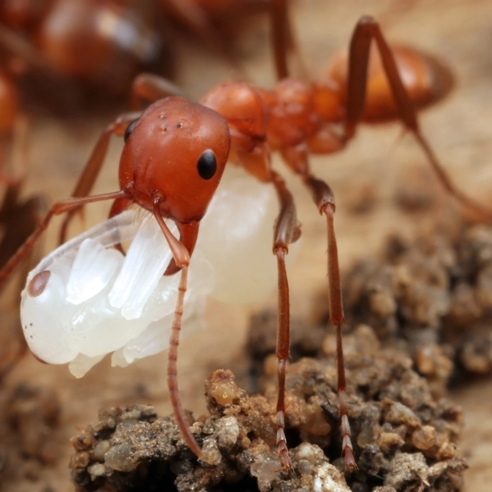 Amazon Ant